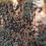 Bee Keeping Tips in Flooding